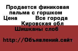 Продается финиковая пальма с горшком › Цена ­ 600 - Все города  »    . Кировская обл.,Шишканы слоб.